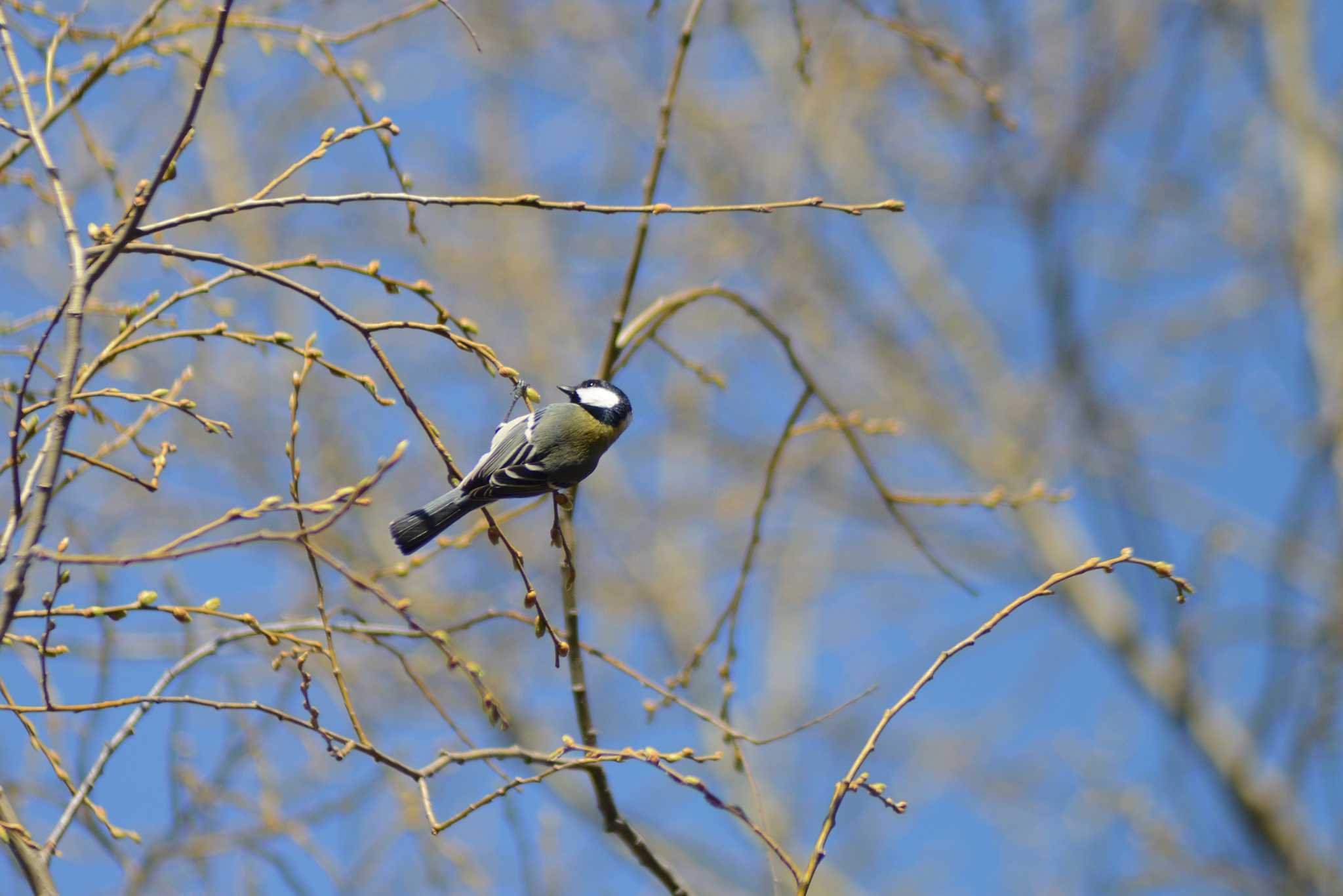 Japanese Tit