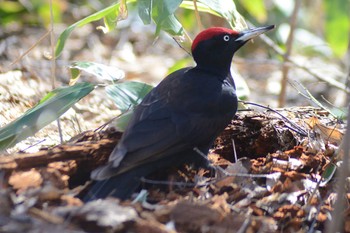 2021年4月11日(日) 真駒内公園の野鳥観察記録