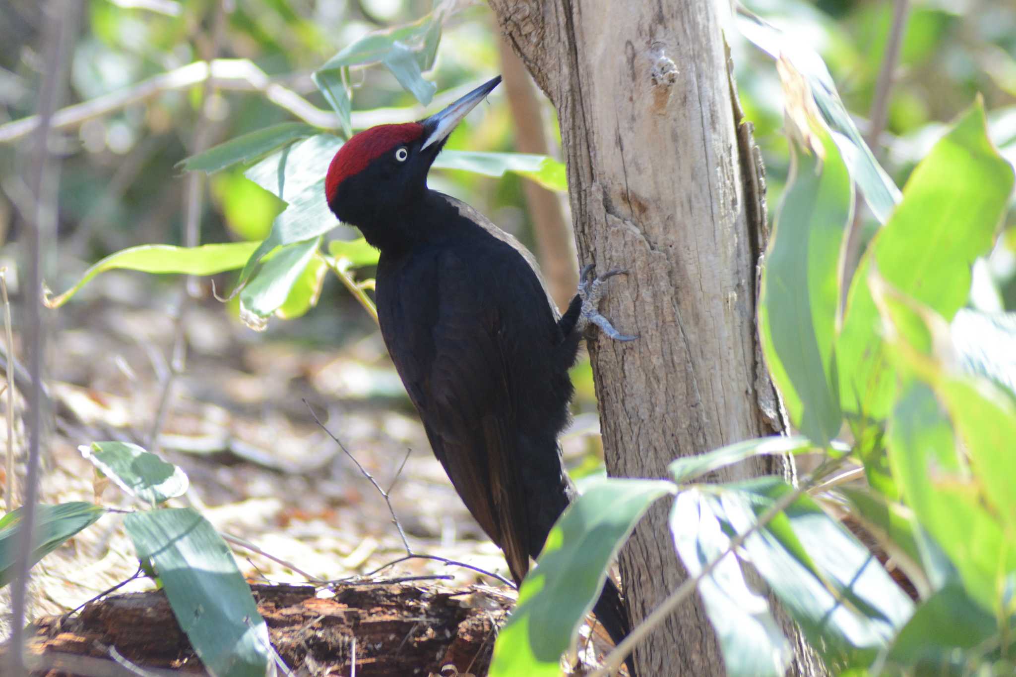 Black Woodpecker