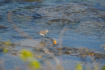 Green Sandpiper 阪南市 Sun, 4/11/2021