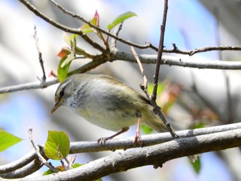 ウグイス 場所が不明 2021年4月10日(土)