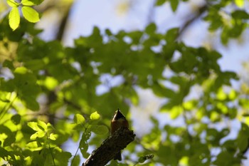 2021年4月11日(日) 神奈川県相模原市の野鳥観察記録