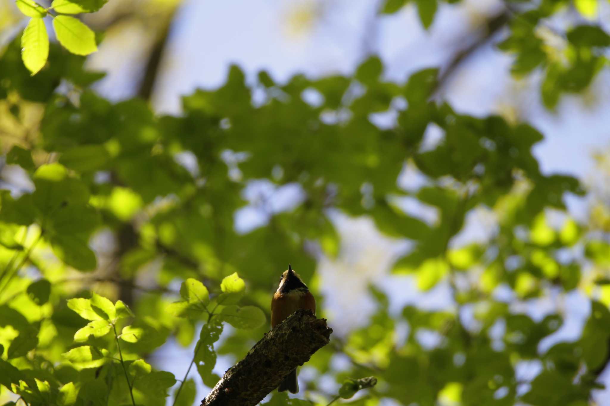 Varied Tit