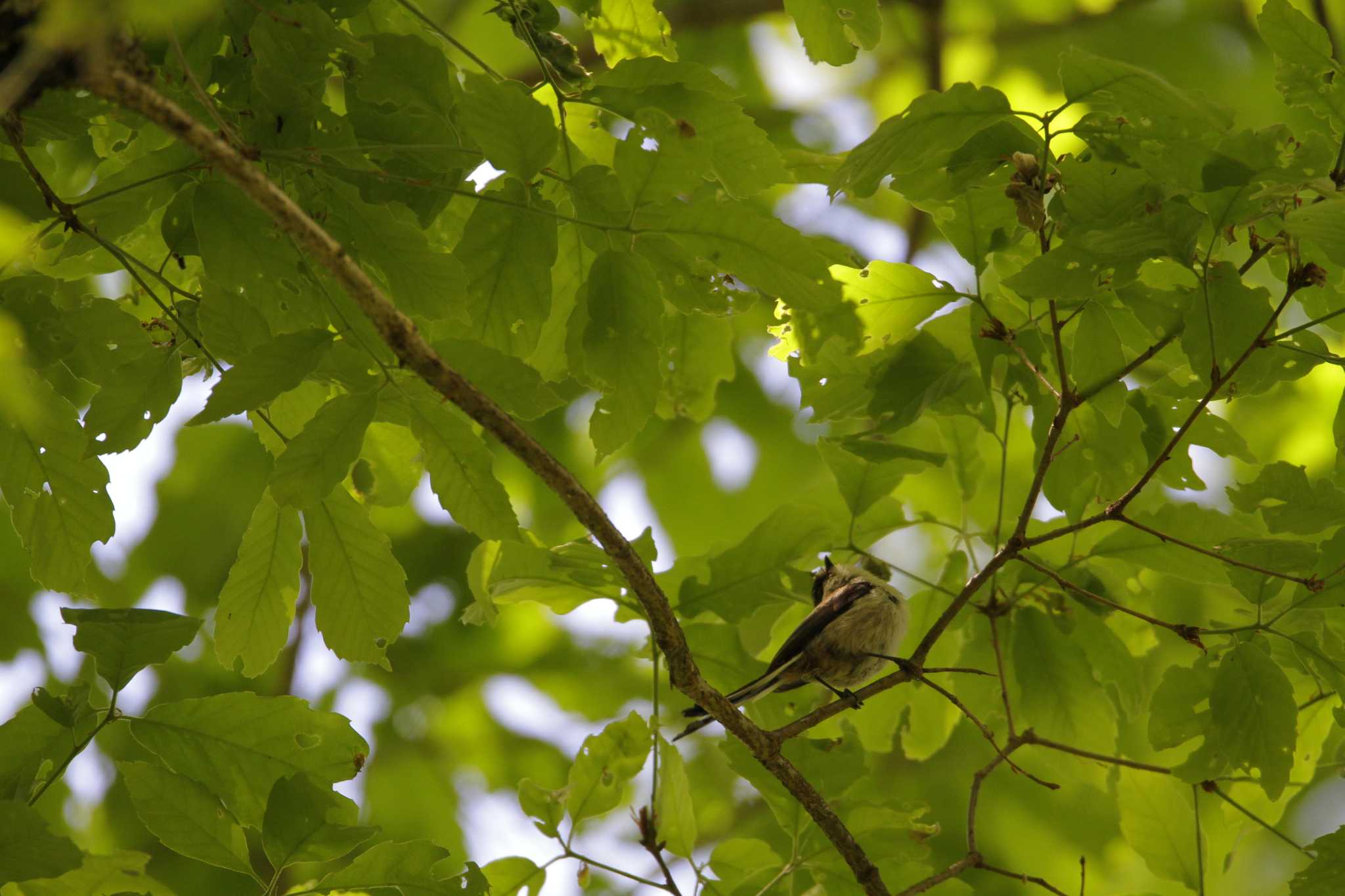 Long-tailed Tit