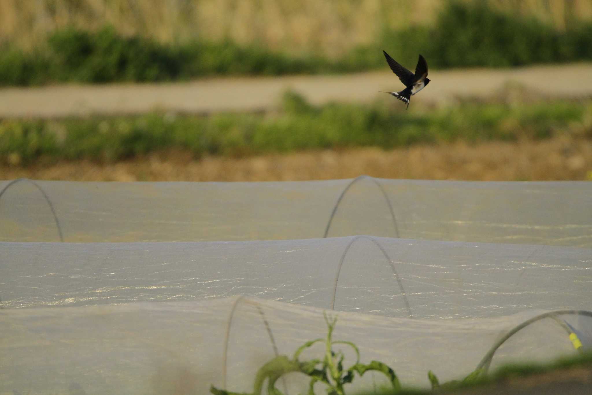 Barn Swallow