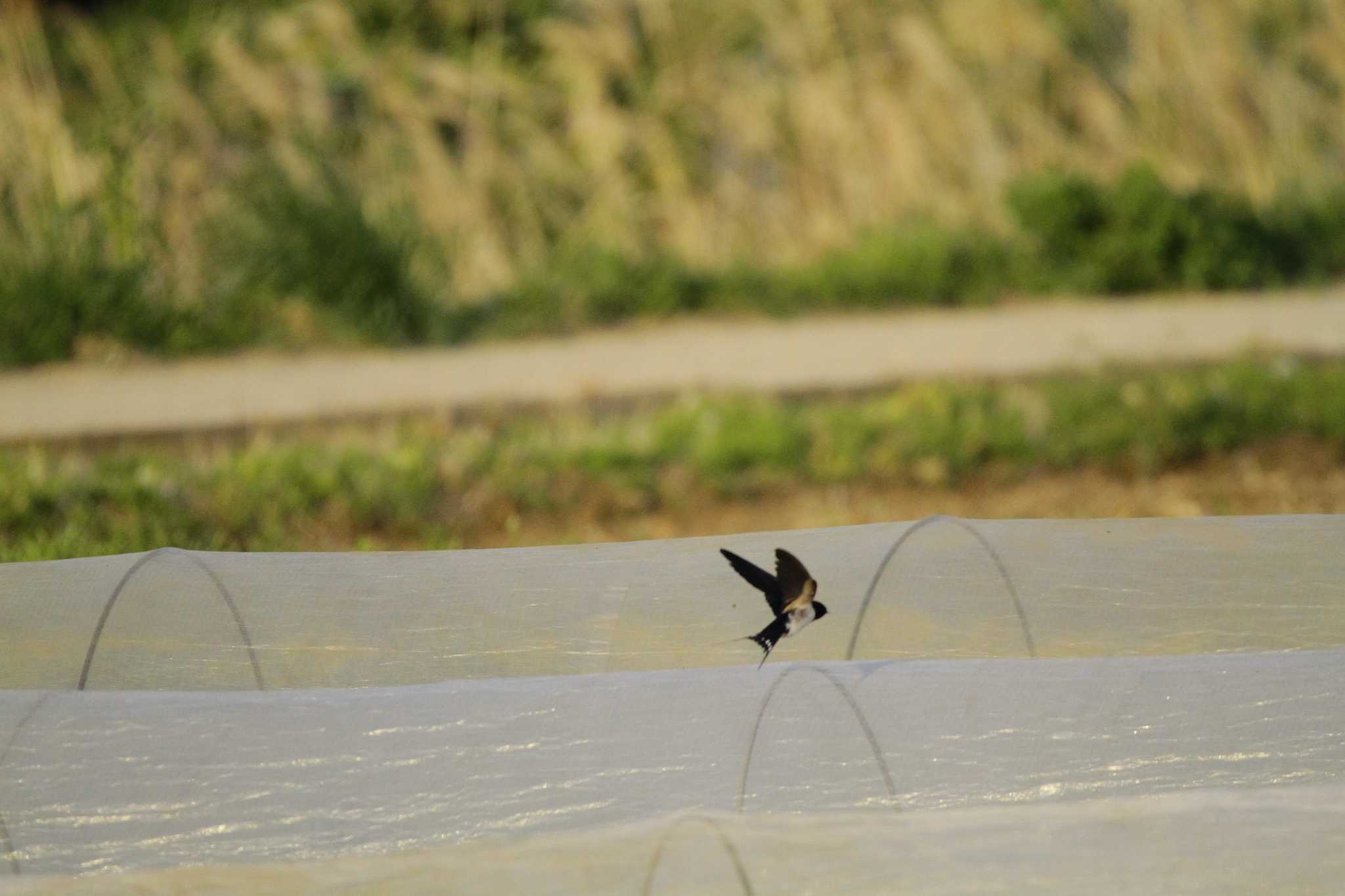 Barn Swallow