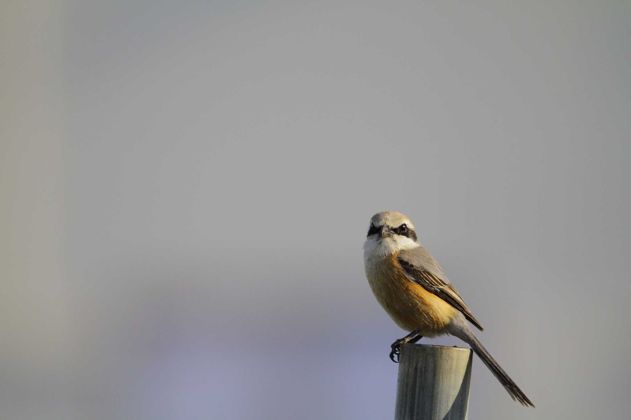 Bull-headed Shrike