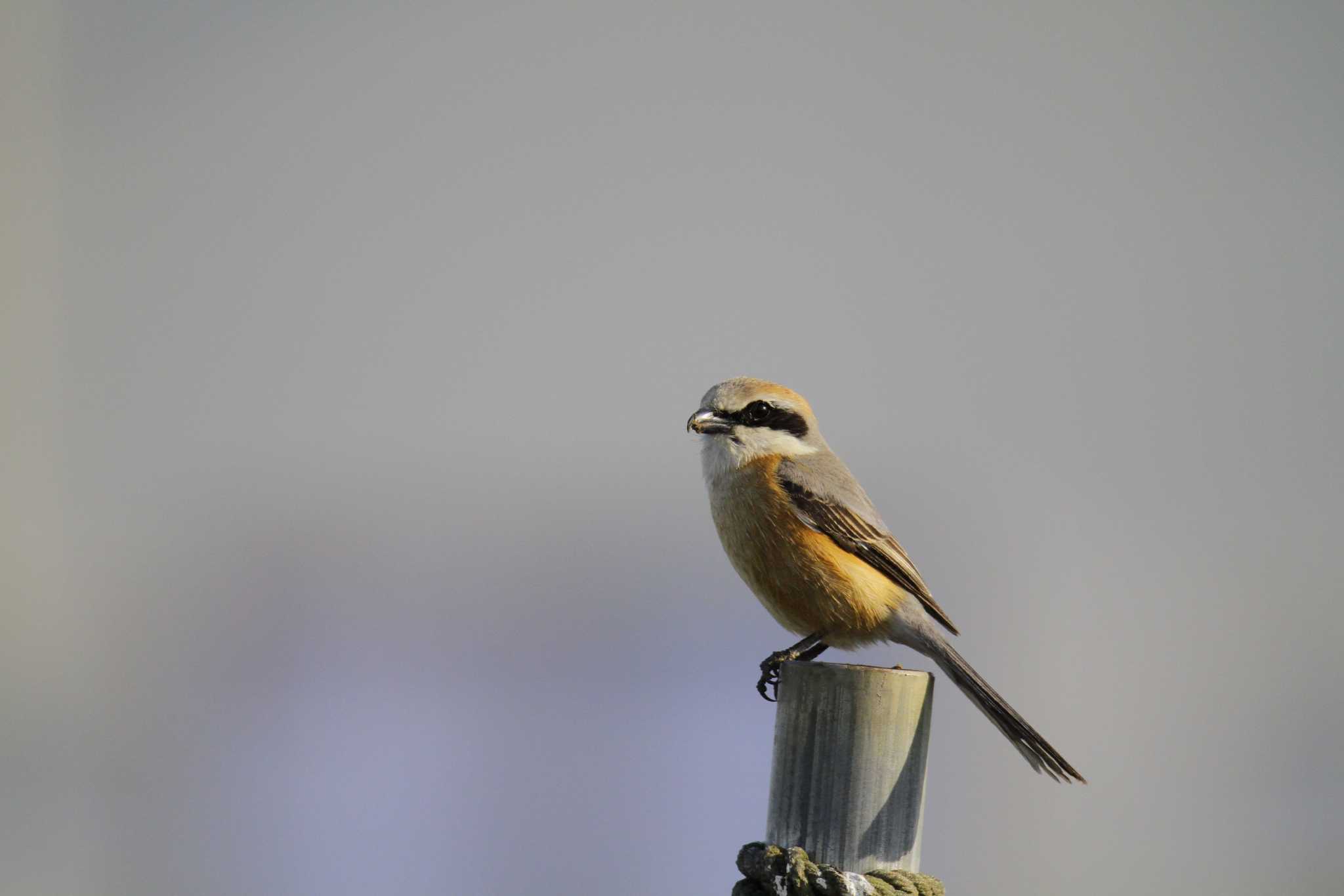 Bull-headed Shrike