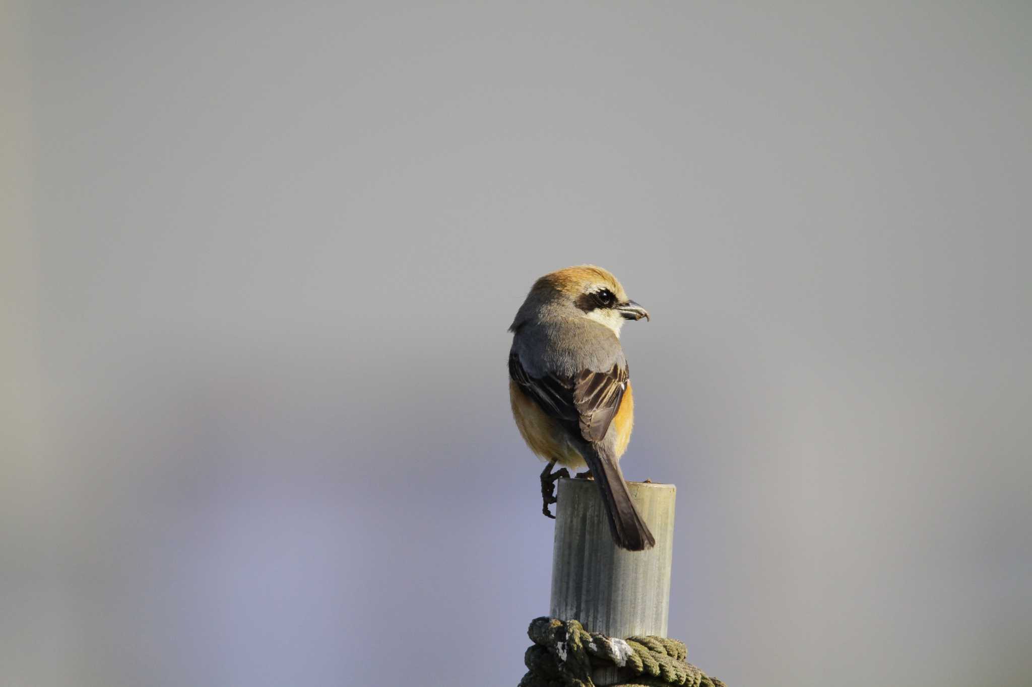 Bull-headed Shrike