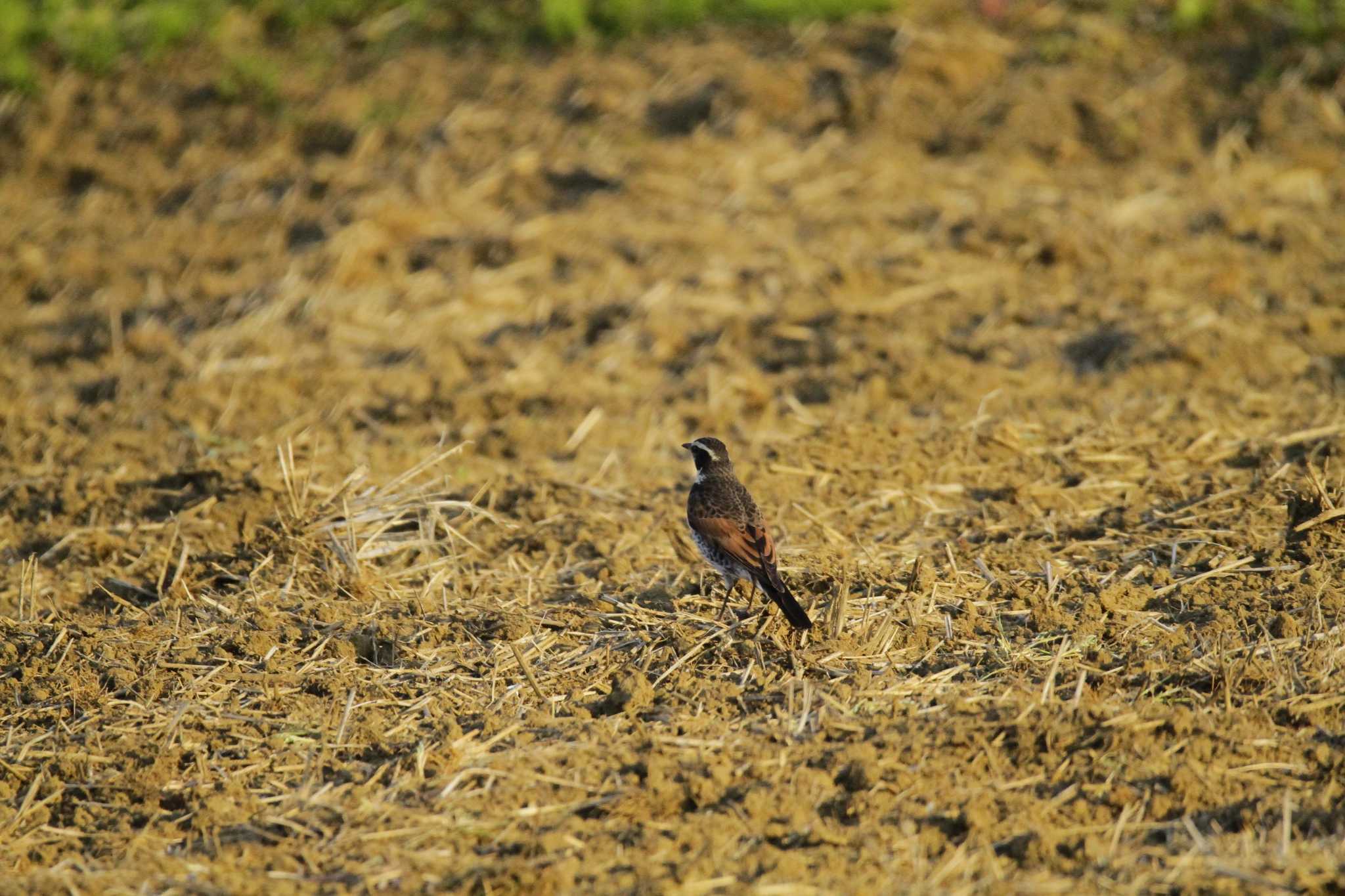 Dusky Thrush