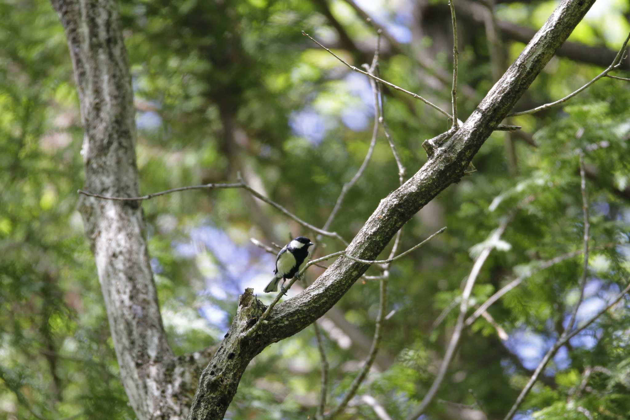 Japanese Tit