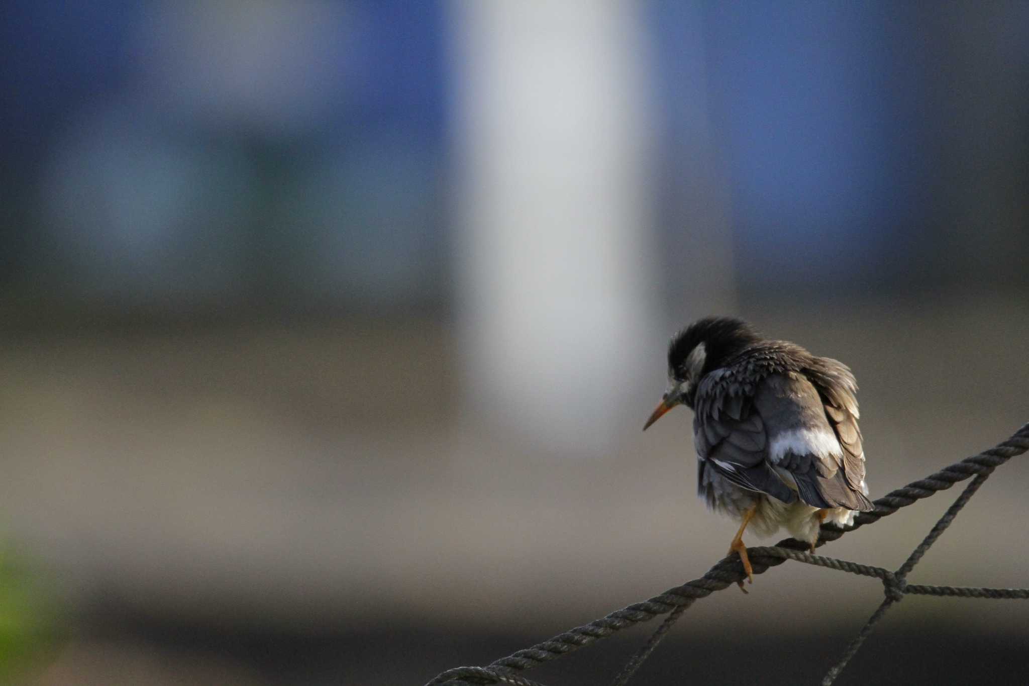 White-cheeked Starling