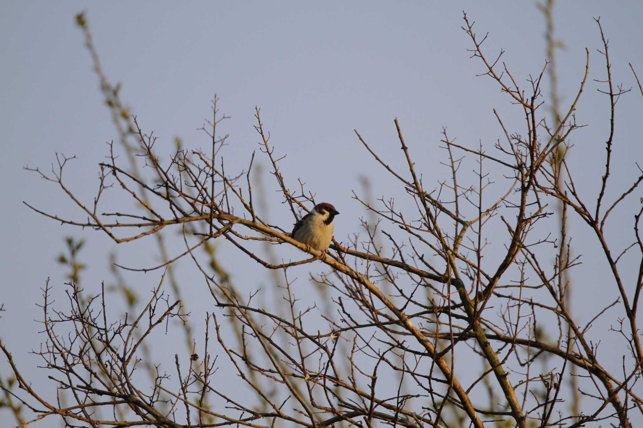 Eurasian Tree Sparrow