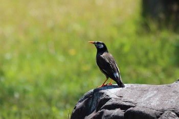 White-cheeked Starling 平谷川 Sun, 4/11/2021