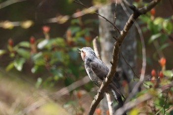 Brown-eared Bulbul 平谷川 Sun, 4/11/2021