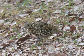 2017年2月18日(土) 三重県上野森林公園の野鳥観察記録