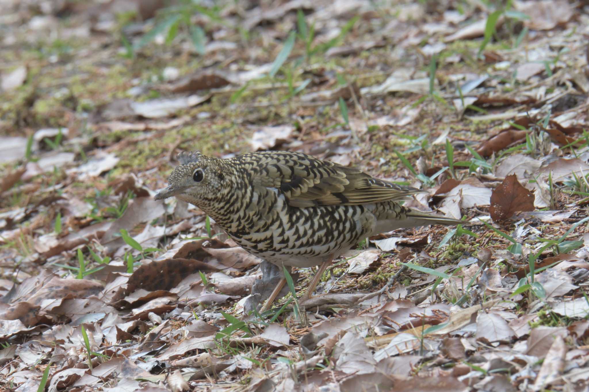 White's Thrush