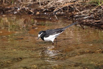 Japanese Wagtail 平谷川 Sun, 4/11/2021