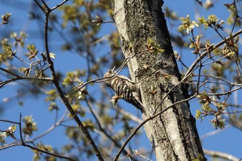 Japanese Pygmy Woodpecker 平谷川 Sun, 4/11/2021