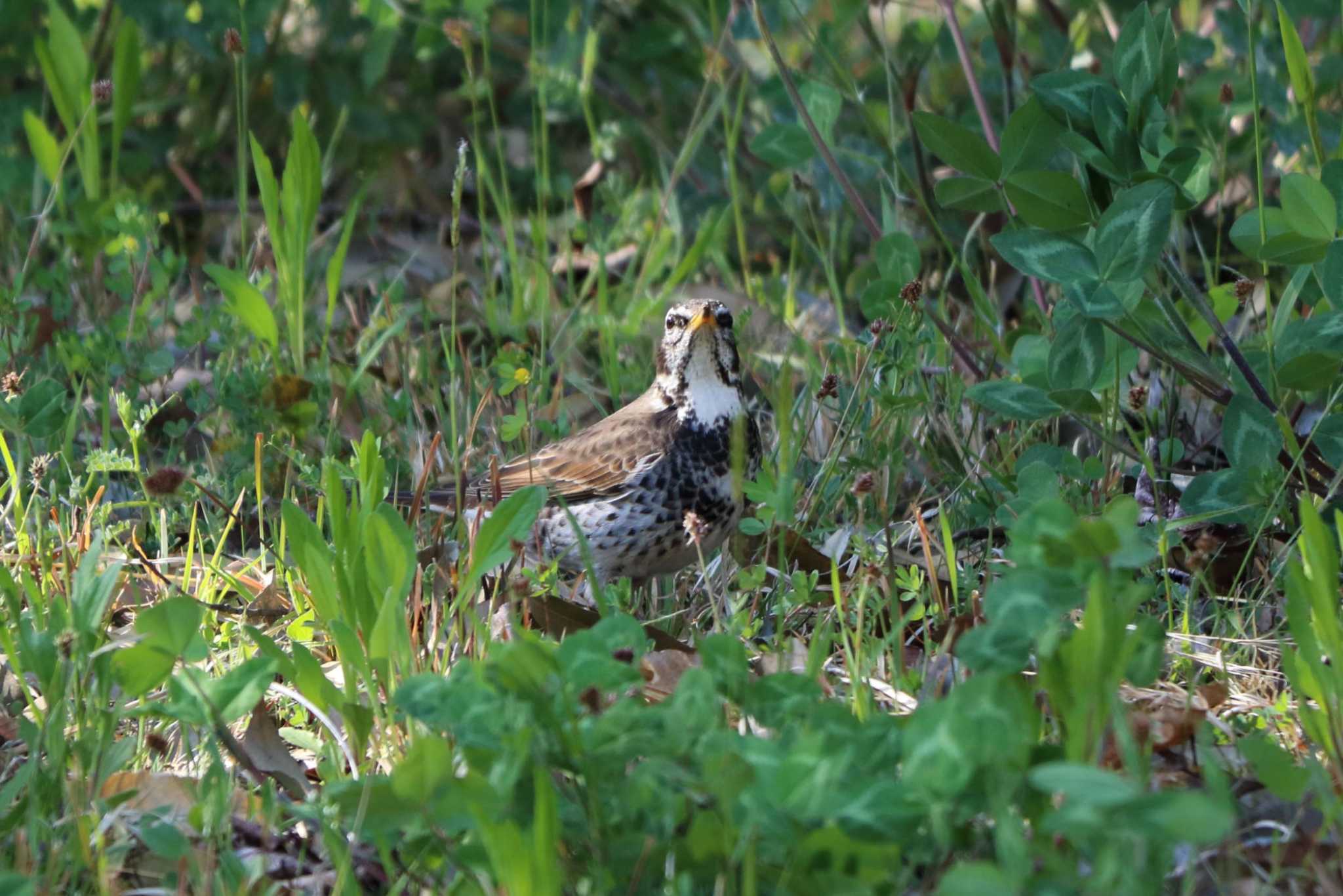 Dusky Thrush