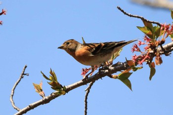 Brambling 平谷川 Sun, 4/11/2021