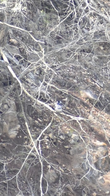 2021年4月11日(日) 早戸川林道の野鳥観察記録