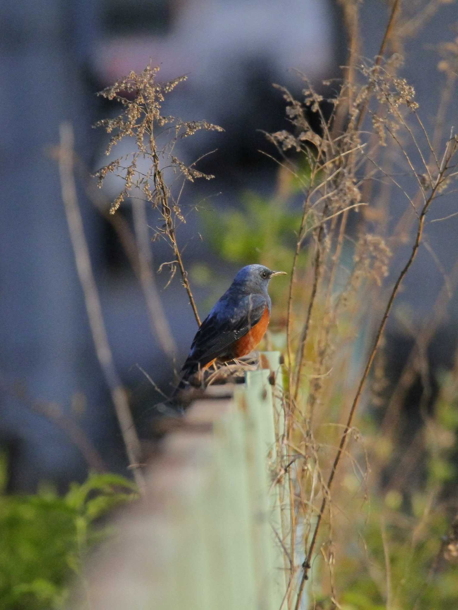 Blue Rock Thrush