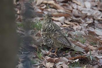 トラツグミ 三重県上野森林公園 2017年2月18日(土)