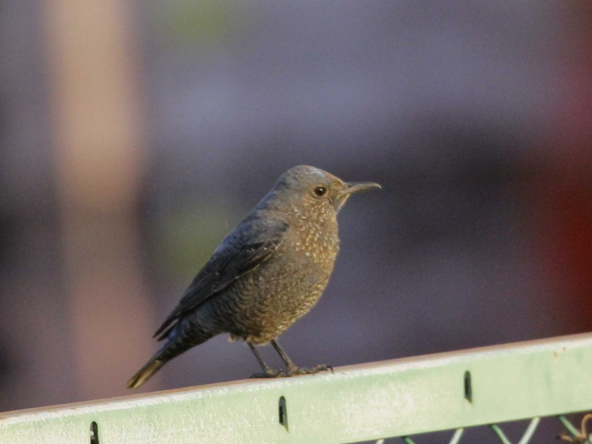 Blue Rock Thrush