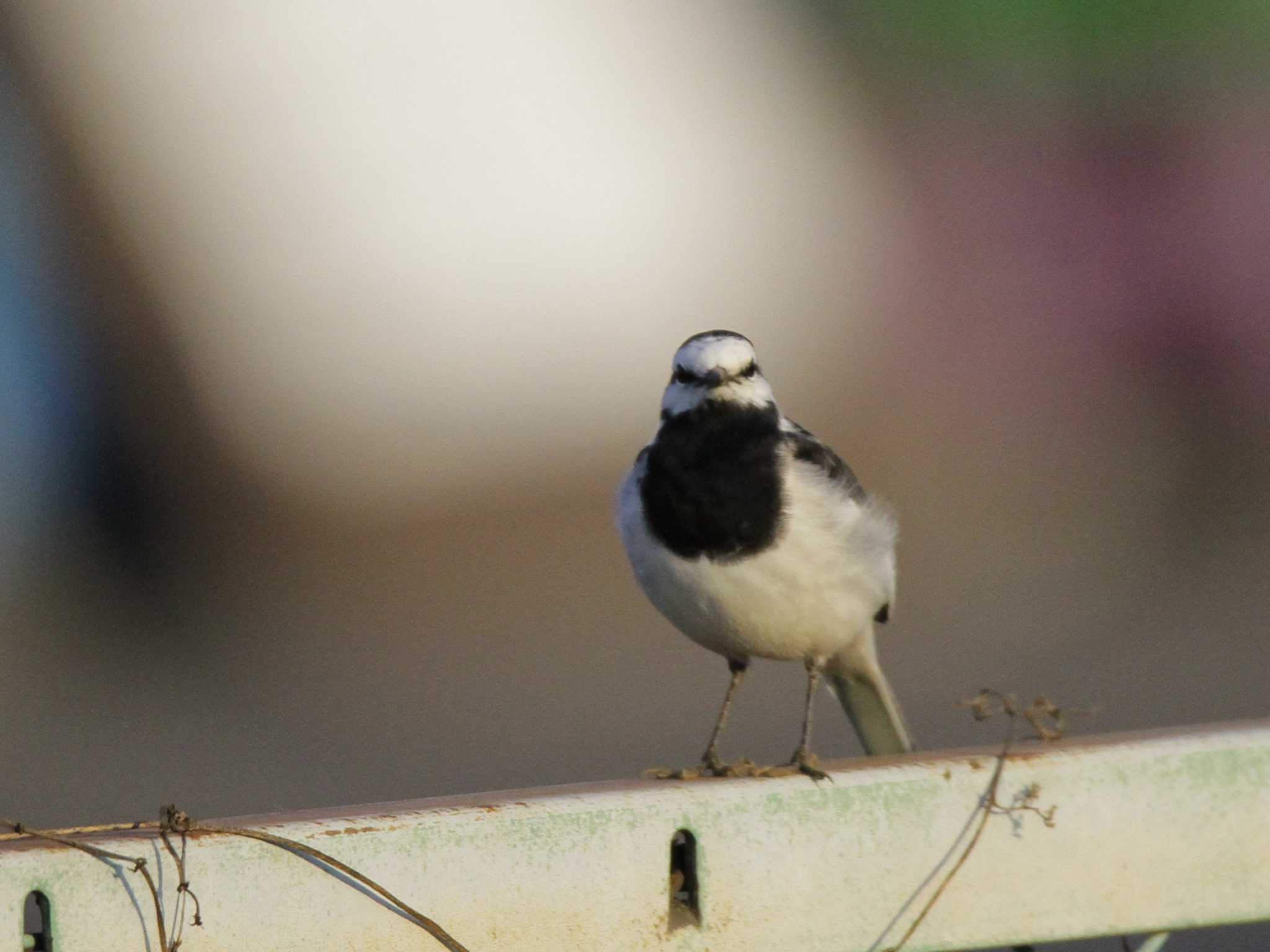 White Wagtail