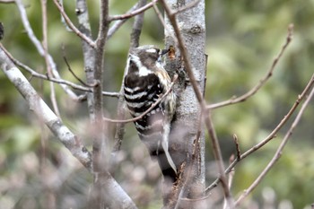 Japanese Pygmy Woodpecker Mie-ken Ueno Forest Park Sat, 2/18/2017