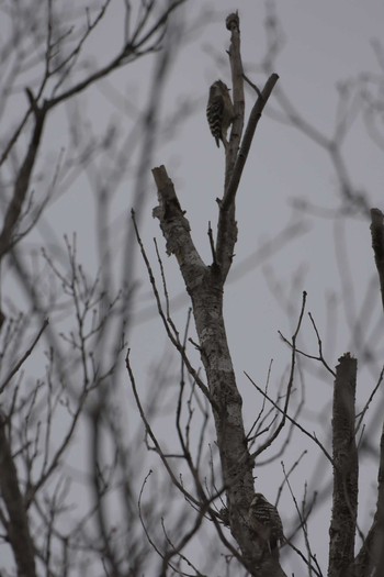 Japanese Pygmy Woodpecker Mie-ken Ueno Forest Park Sat, 2/18/2017
