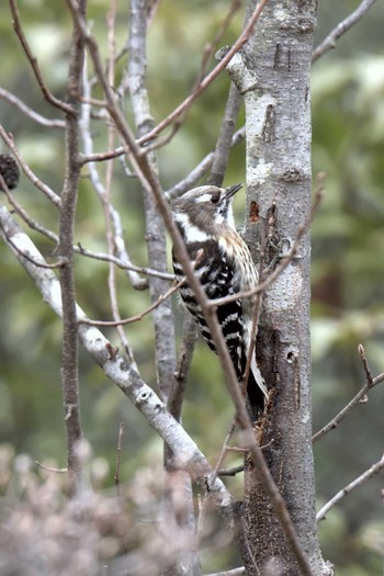 Japanese Pygmy Woodpecker Mie-ken Ueno Forest Park Sat, 2/18/2017