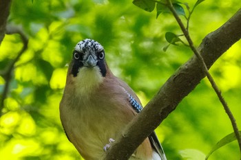 2021年4月11日(日) 明治神宮の野鳥観察記録