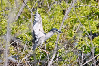 Black-crowned Night Heron 勅使池(豊明市) Sun, 4/11/2021