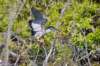 Black-crowned Night Heron 勅使池(豊明市) Sun, 4/11/2021