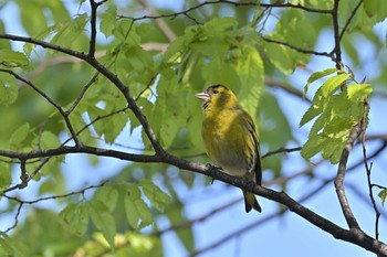 Eurasian Siskin 金井公園 Sun, 4/11/2021