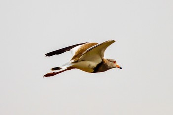 Grey-headed Lapwing 日進市 Thu, 4/1/2021