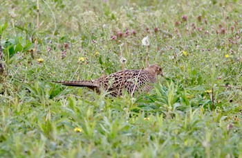 Green Pheasant 日進市 Sat, 4/3/2021