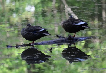 カルガモ 北本自然観察公園 2021年4月11日(日)