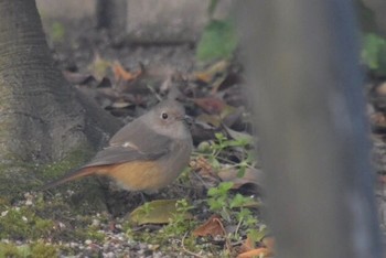 ジョウビタキ 場所が不明 2017年1月24日(火)