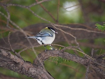 Japanese Tit 北海道庁 Thu, 2/16/2017