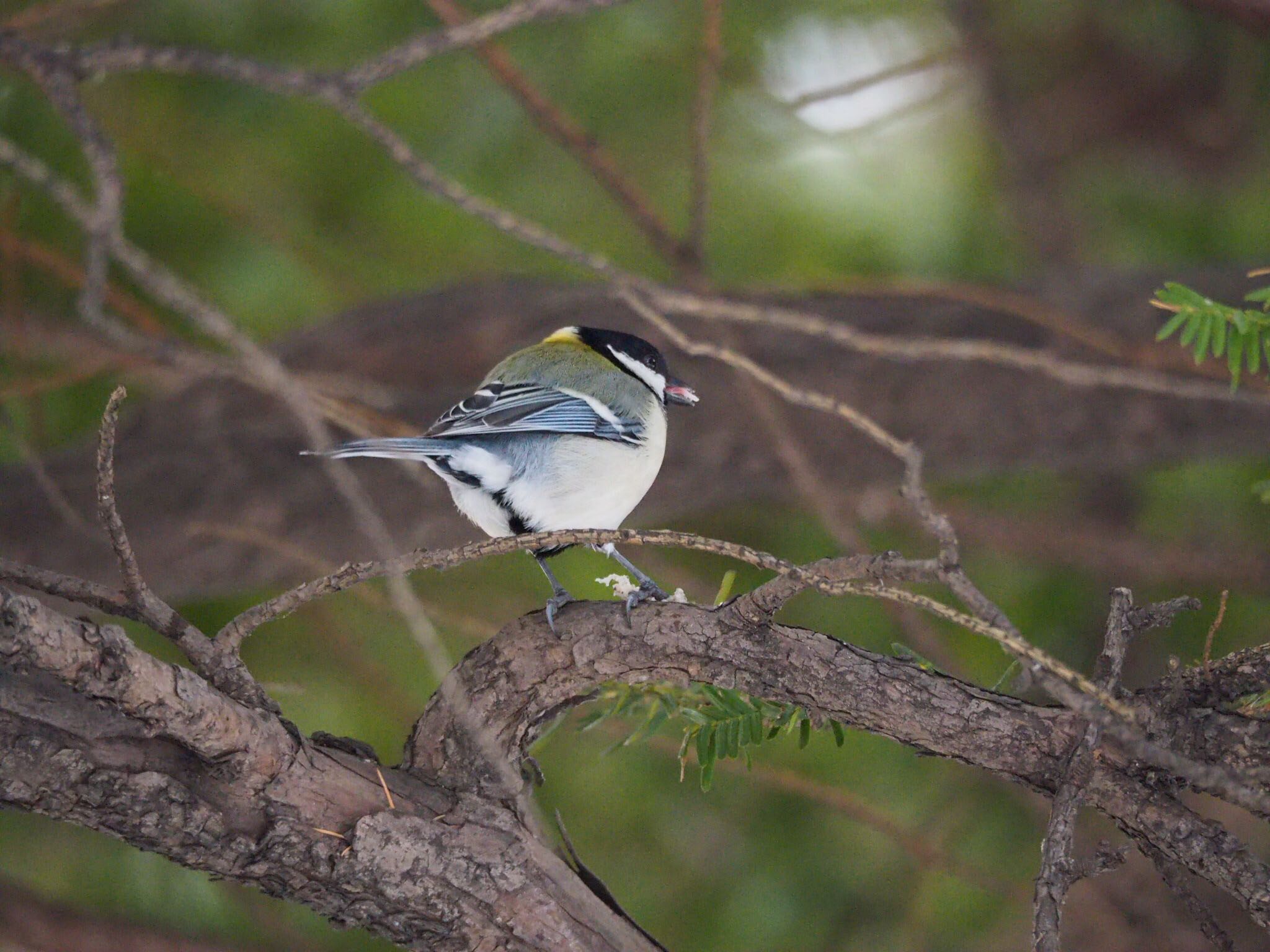 Photo of Japanese Tit at 北海道庁 by アカウント789