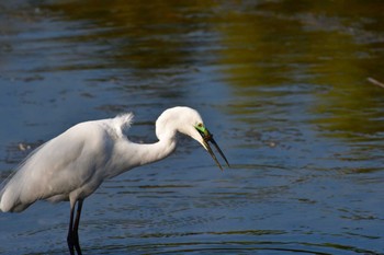 2021年4月11日(日) 長浜公園の野鳥観察記録
