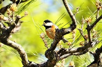 Varied Tit 万博記念公園 Sun, 4/11/2021