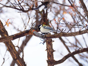 Japanese Tit 北海道大学 Sat, 2/18/2017