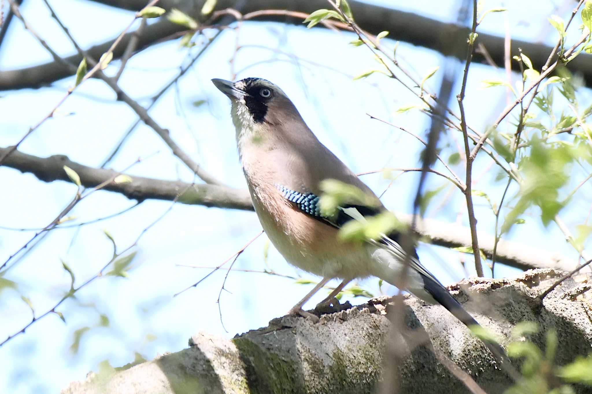 秋ヶ瀬公園(野鳥の森) カケスの写真