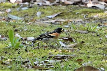 Brambling 万博記念公園 Sun, 4/11/2021