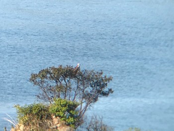 2021年4月11日(日) 和歌山県田辺市新庄町の野鳥観察記録