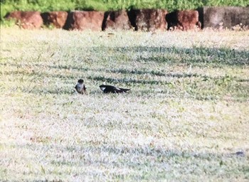 2021年4月11日(日) 内之浦ひがた親水公園の野鳥観察記録